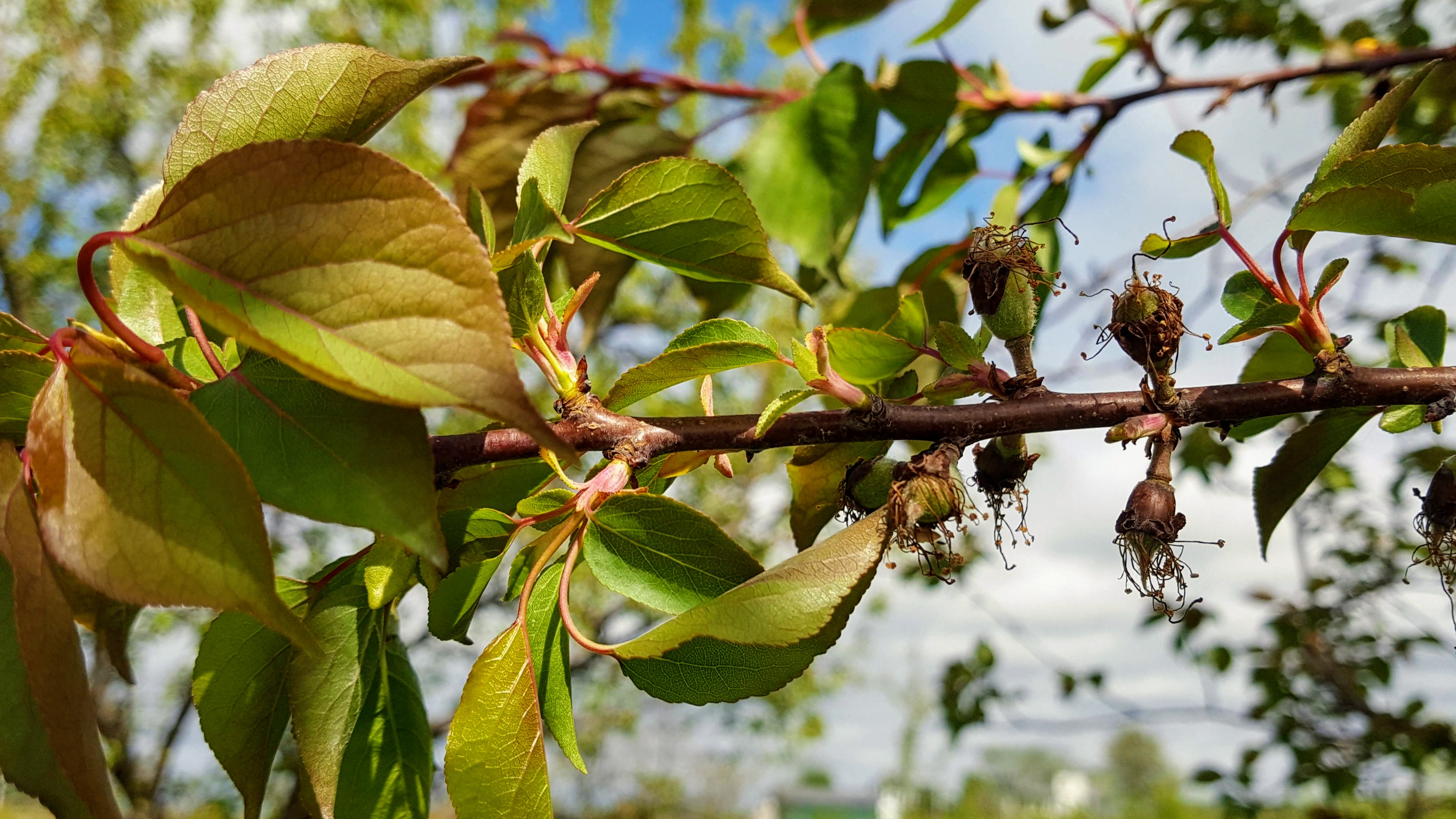 Apricot fruit